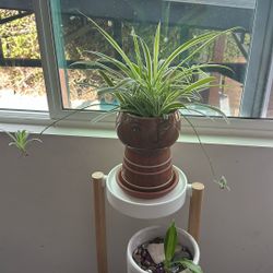 Healthy Plant 