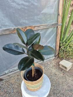 Rubber Plant 10" basket