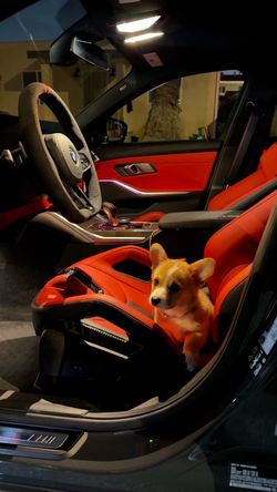 Corgi