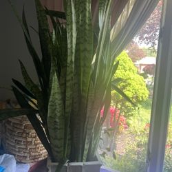 Beautiful And Healthy Snake Plant 