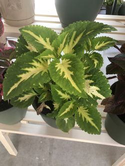 Colorful Coleus Plant