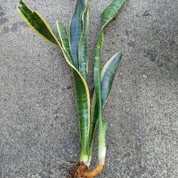 Indoor Dracaena Trifasciata Snake Plant 14" -16"