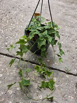 Variegated Aureum Ivy