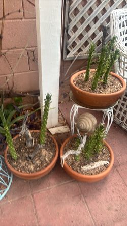 Cactus in terra cotta pots