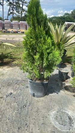 Arborvitae - 7 Gallons