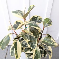 Ficus Elastica Tineke Plant 8" Pot - Indoor House Plants 