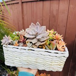 Mix succulents in basket
