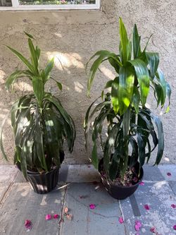 Indoor Plant