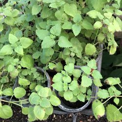 Lemon Balm Plant