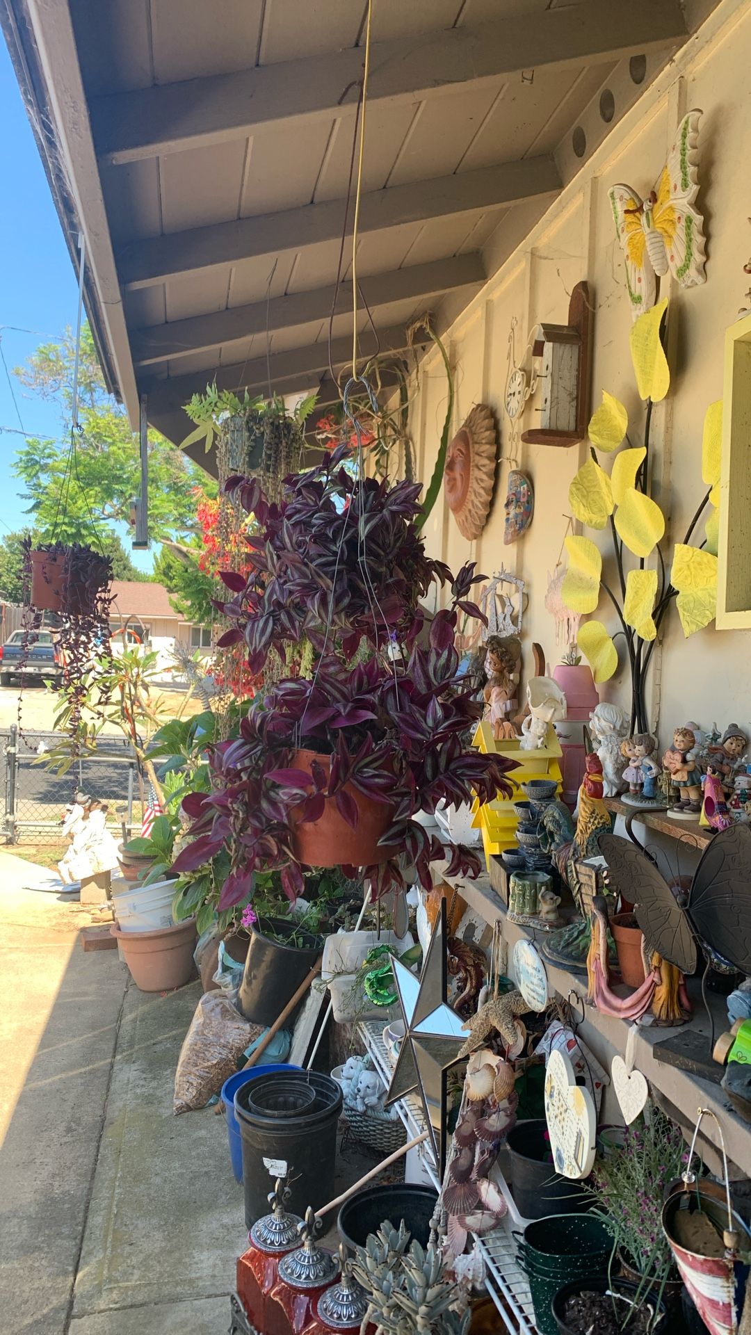 Plants For Sale 