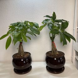 Money Tree In Ceramic Pot ($15 each)