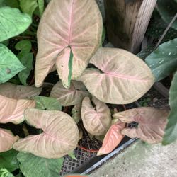 Pink Arrow Head Plant 4in Pot