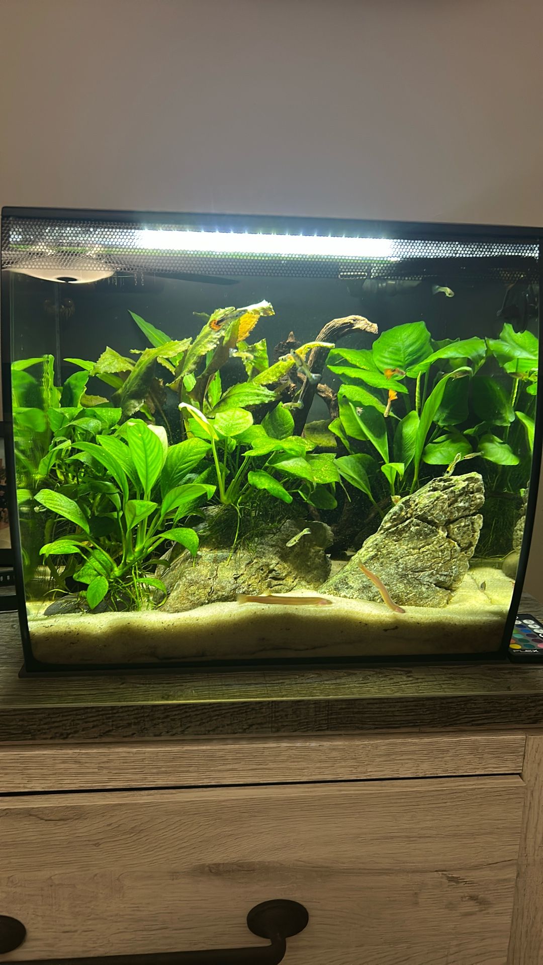 10 Gallon Fish Tank