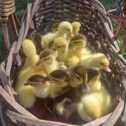 MUSCOVY DUCKLINGS 