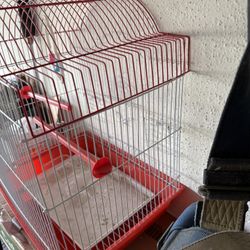 Bird Cage