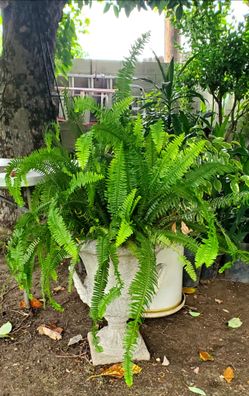 #15 Sword fern  5 gallon pot  Decorative pot is not included