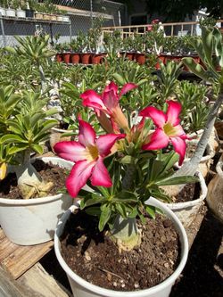 Desert Rose