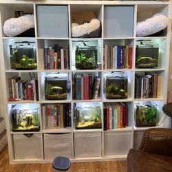 Fish Tank Wall Setup – Tanks, Fish, Heaters, Decor – $350 for Everything
