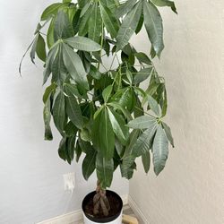 money tree spokane valley Money Tree (Pachira aquatica)