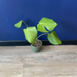 Swiss Monstera