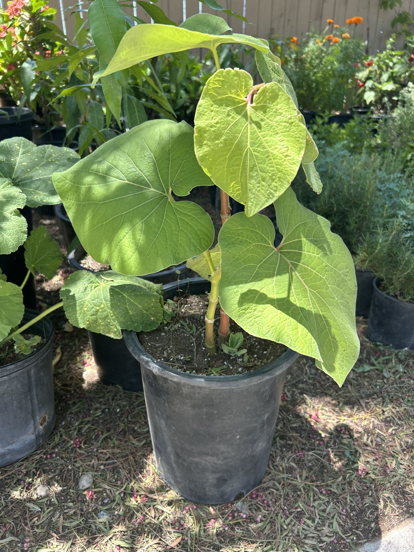 Yerba Santa
