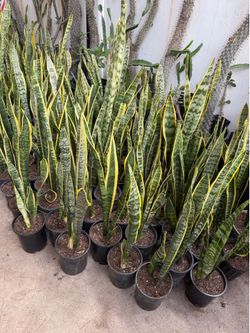 Snake plant
