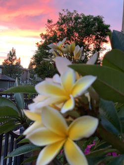 Plumeria Cutting