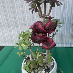 Multi succulent arrangement