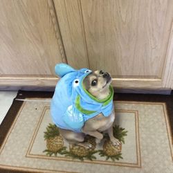Fish Halloween Dog Costume -Small size