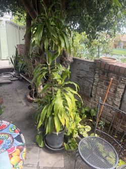 Planta de sombra y sol