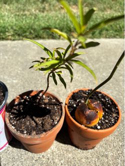 Peach tree