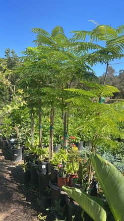 Tropical plants