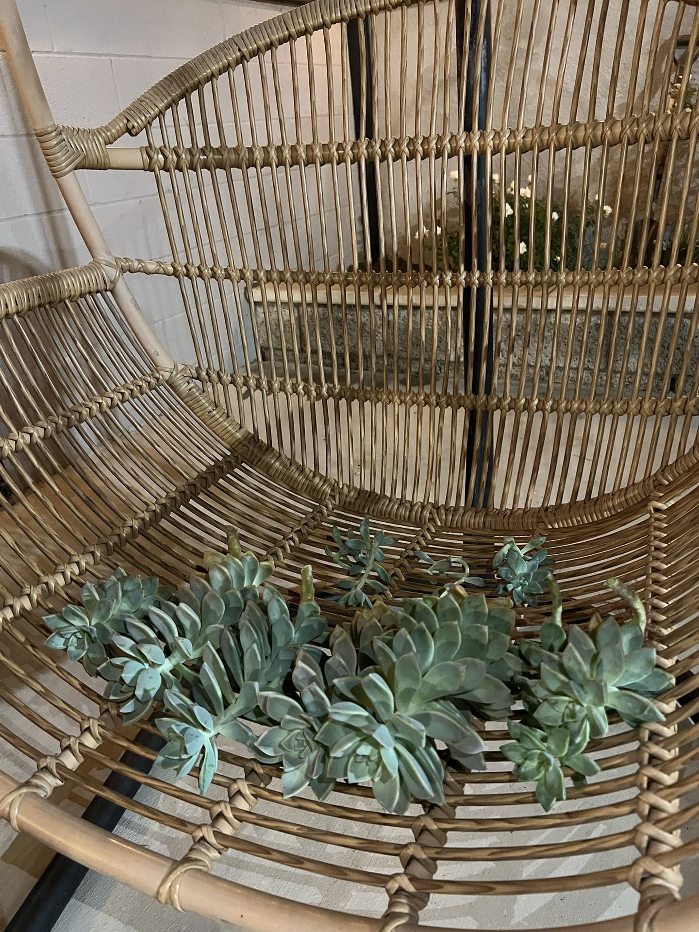 succulent cuttings
