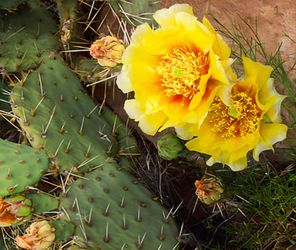 CACTUS
