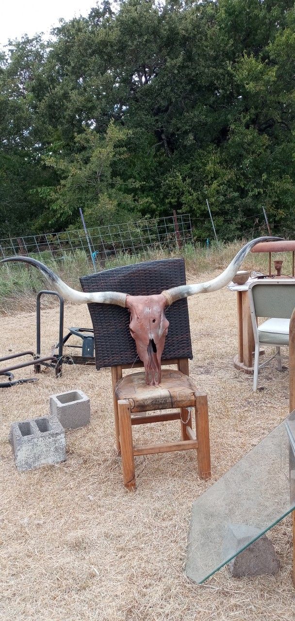 Longhorn Skull