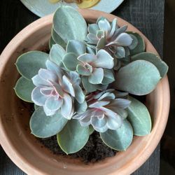 Echeveria succulent plant