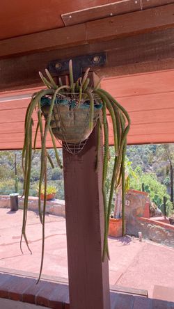 Dog Tail Cactus