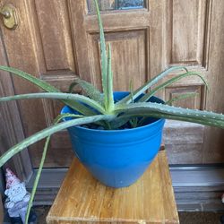 Sábila Natural En Maceta De Plástico