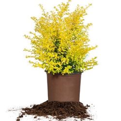 Ligustrum Sunshine Shrub 1 Extra Large 3 Gallon Plant | Lustrous Garden Shrub