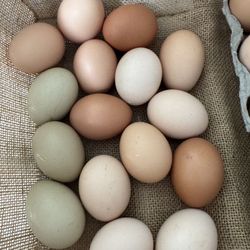 Fresh Organic Eggs