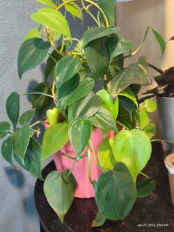 Pothos