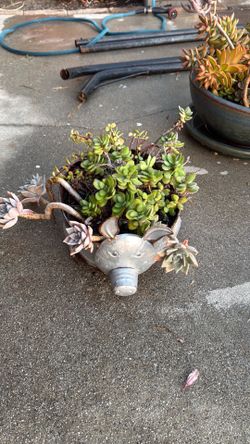 Backyard succulents hammock free