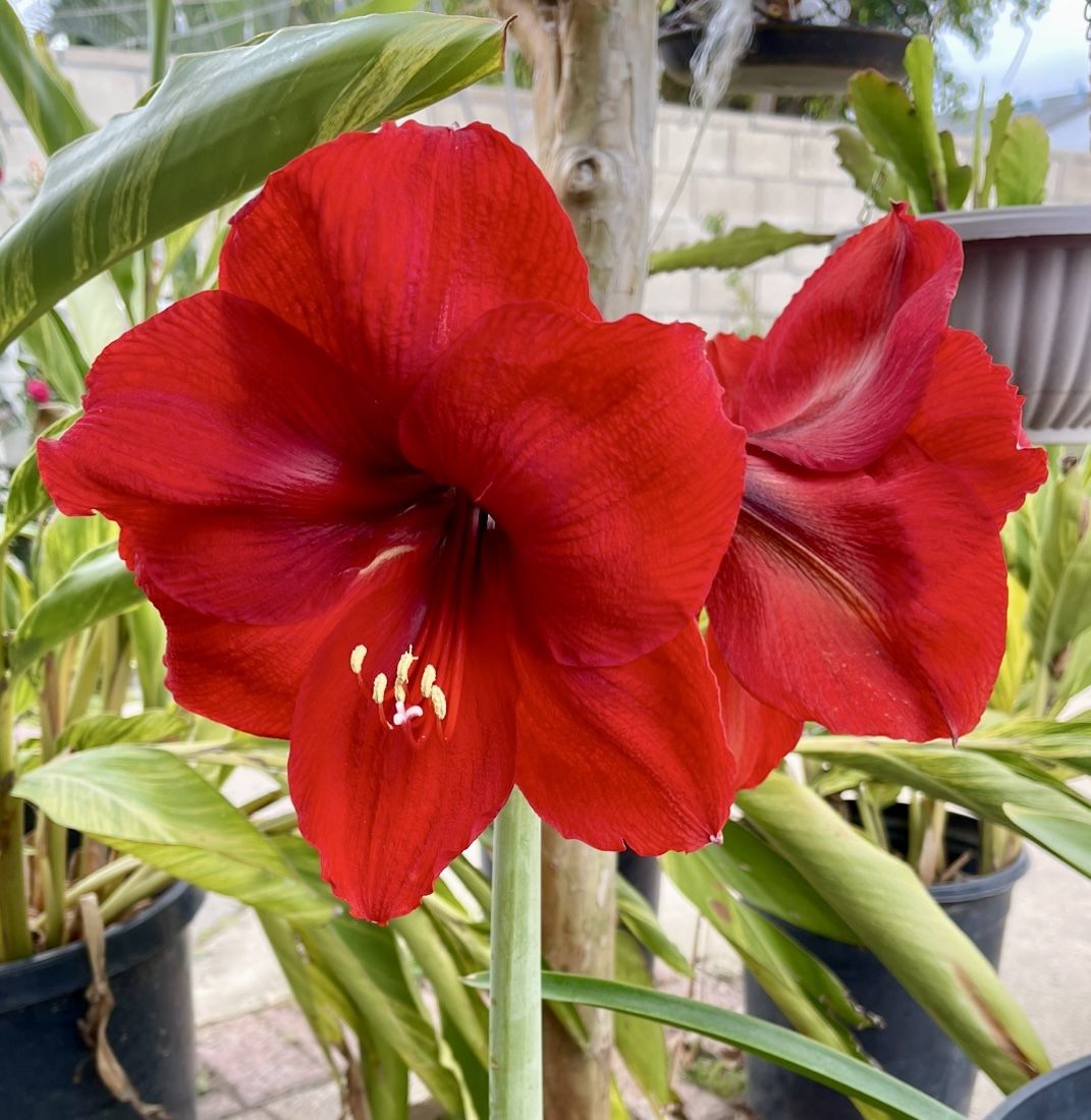 Red Amaryllis