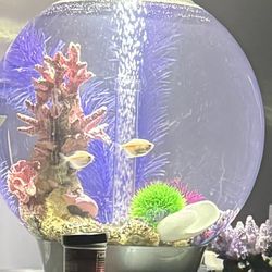 Fish Tank For Sale