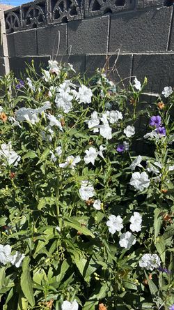 Rohelia or Mexican petunia