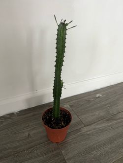 Euphorbia Trignonia (Good Luck Cactus)