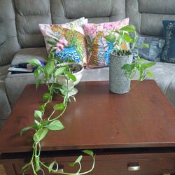 A VERY BEAUTIFUL PLANT TO DECORATE YOUR MEETING ROOM.