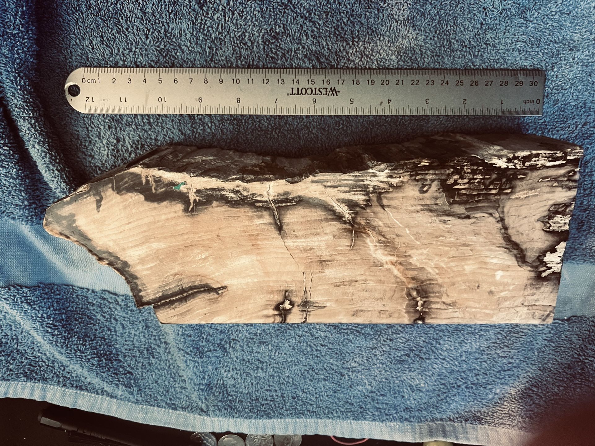 Petrified Wood