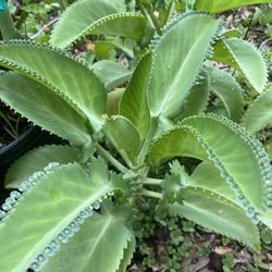 Kalanchoes pinnata - Mother Of Thousands 🪴