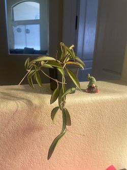 Hoya Wayetii